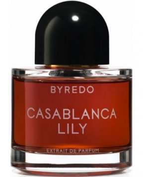 Casablanca Lily